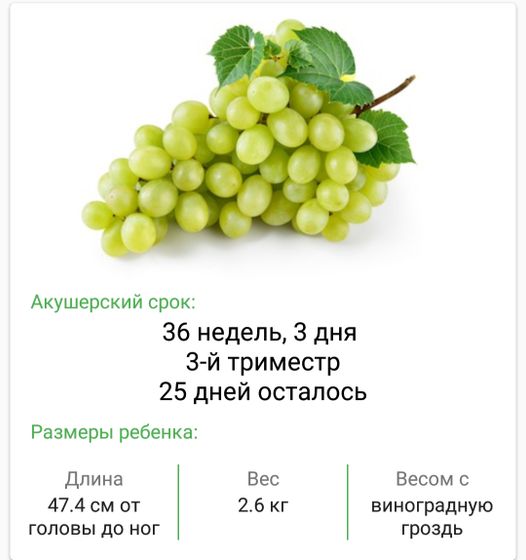 Направление в роддом