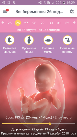 26 недель