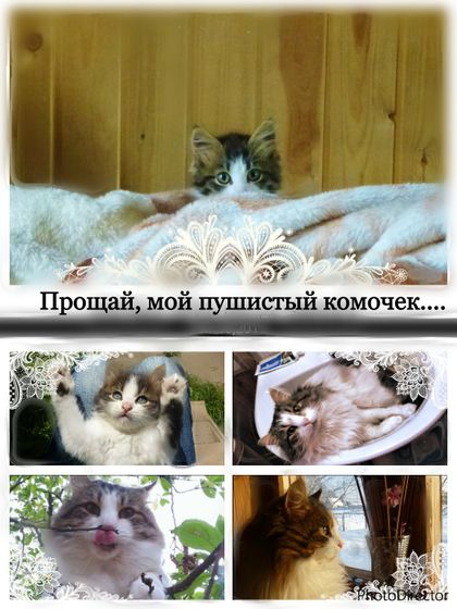 Прощай...?
