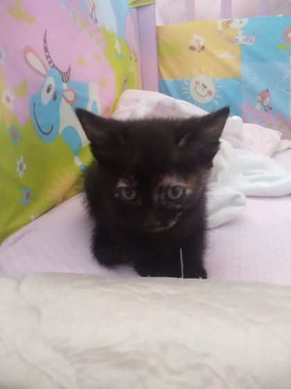 Отдам котят в добрые руки срочно!