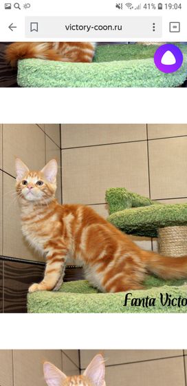 Кошечки