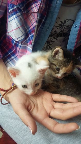 Как избавиться от котят