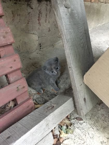 Отдам котика