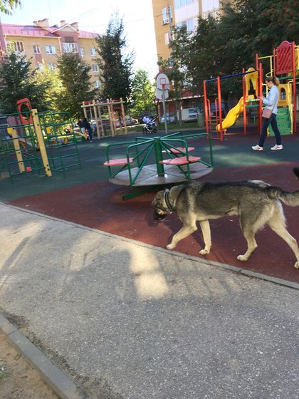 Собака ? на площадке
