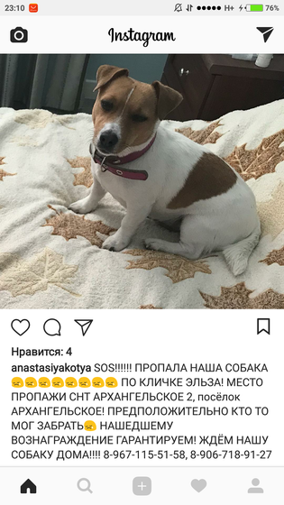 Пропала собака, Красногорск