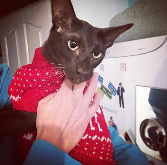 Котофеи🐱🐱🐱