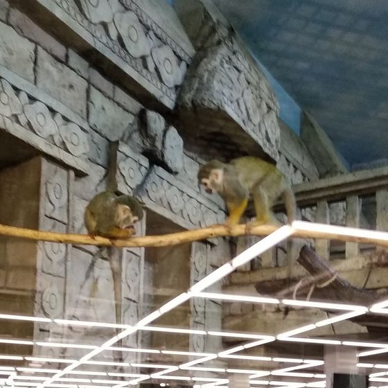 Возвращение