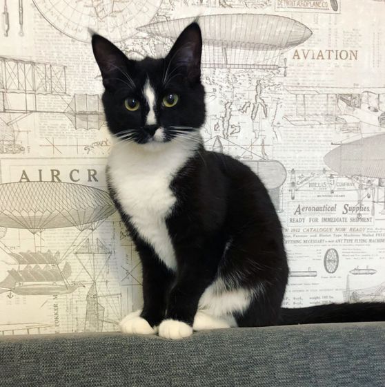 котик