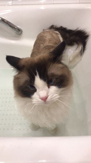Котик и фен