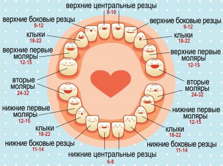 Вторые моляры (2,2 года )