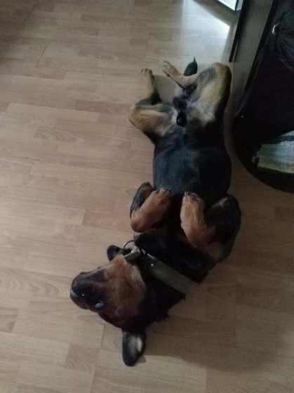 Дети и крупные собаки