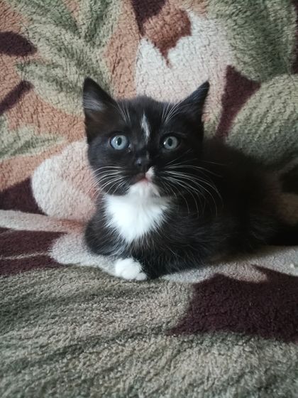 Кошаки мои и не только мои)))