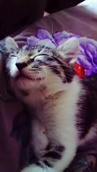 Моя кошечка ест орехи