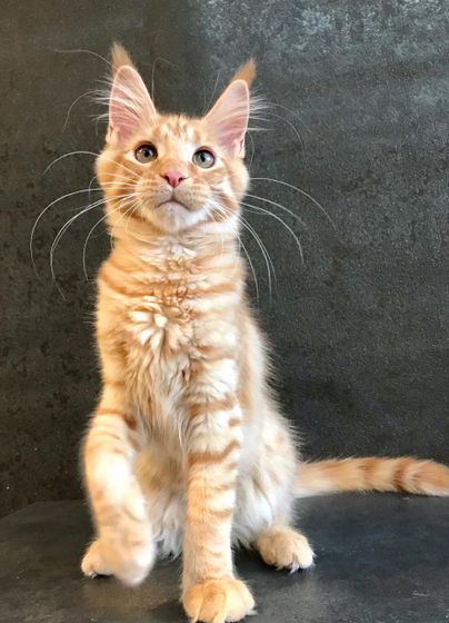 Адаптация котенка