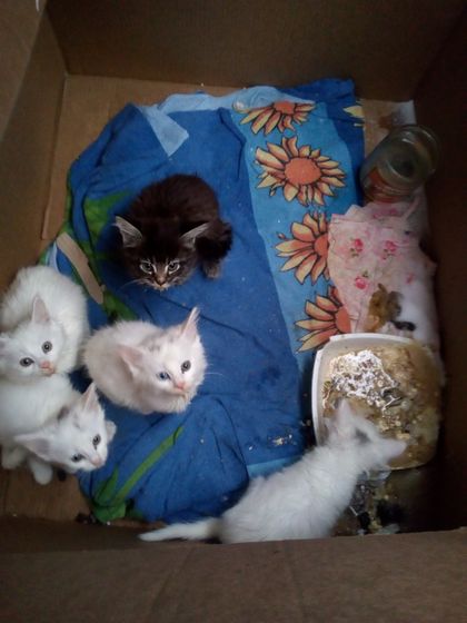 Котята. Кузнецк