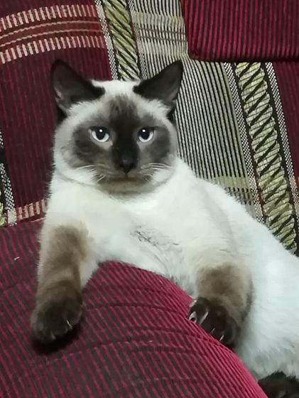 Давно о котэ не разговаривали. Поговорим?