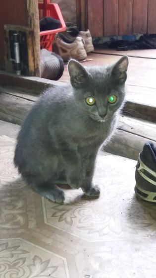 Кошка в дом
