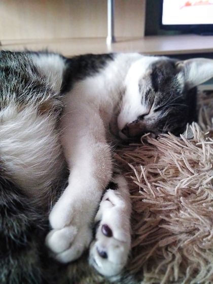 Про кота. Как он спит