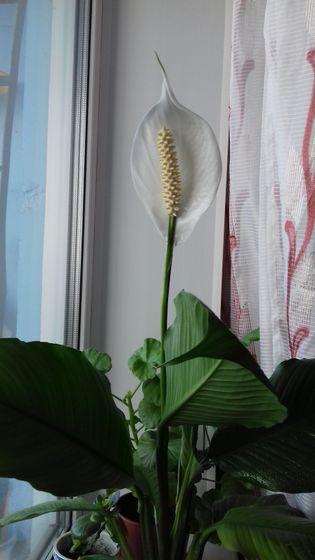 Мой знак?