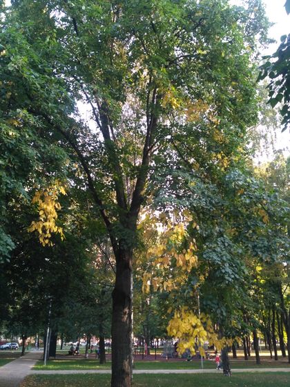 Первый осенний вечер😊🍀🍂🍁🌿🍃