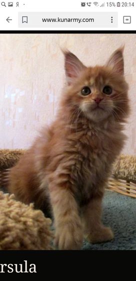 Котятки