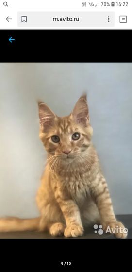 Адаптация котенка