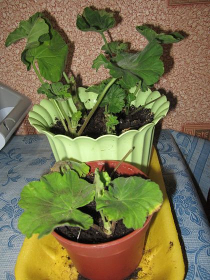 Мои гераньки