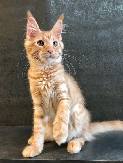 Адаптация котенка