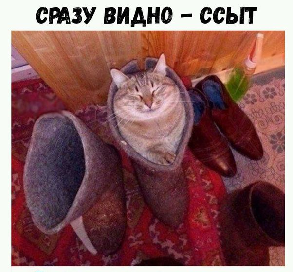 Наглая морда?