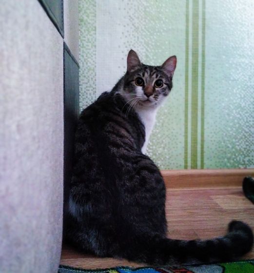 Пушистика в ленту🐱