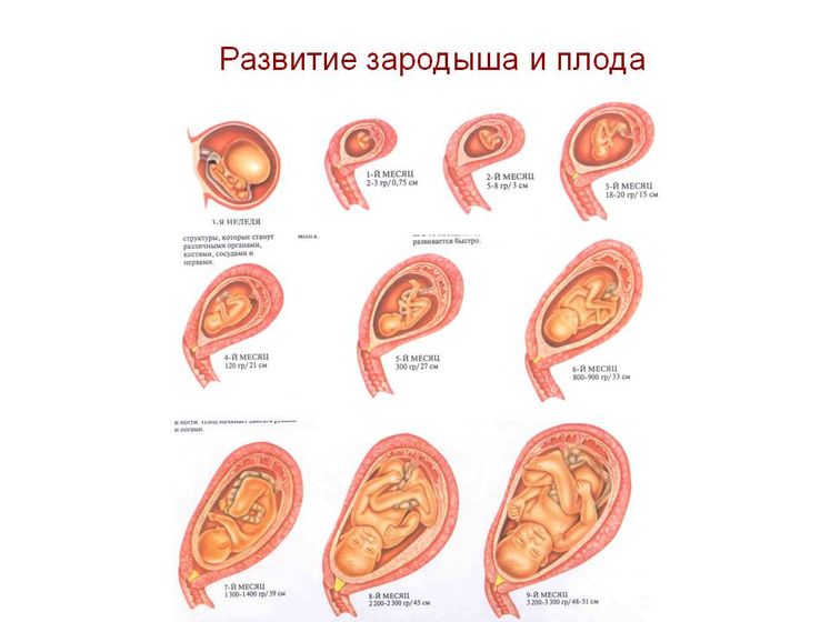 Как развивается будущий ребенок?