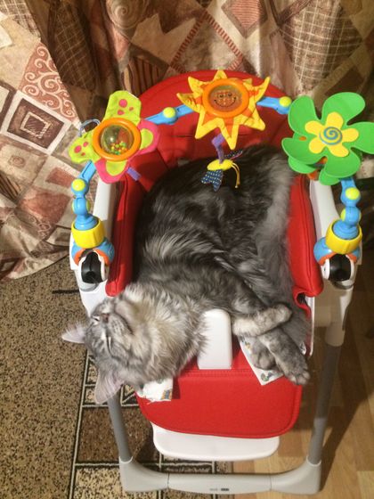 ВездеКОТ
