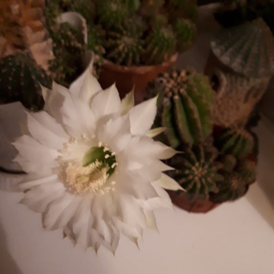 Кактус.