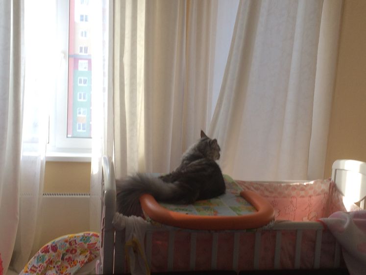 ВездеКОТ