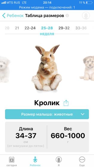 Милый кролик❤️Ждем Узиииии🌸🌸🌸