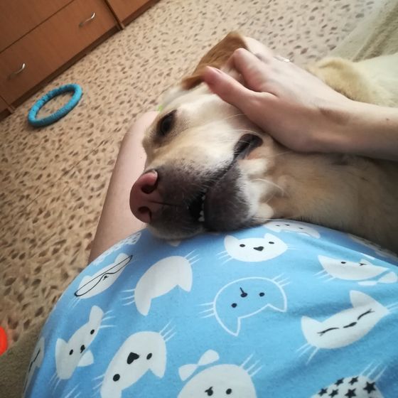 Собака и живот