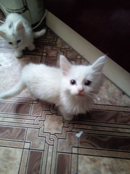 Котята. Кузнецк