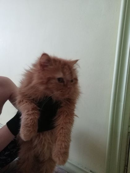 Выбираю кошака
