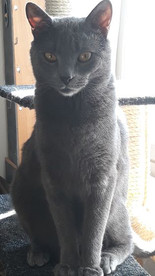 Наш котяра))