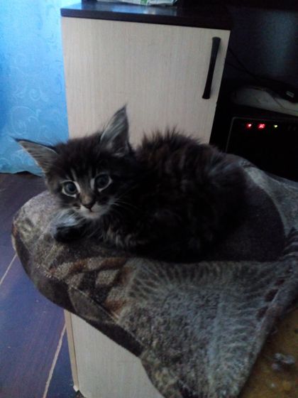 Котята. Кузнецк