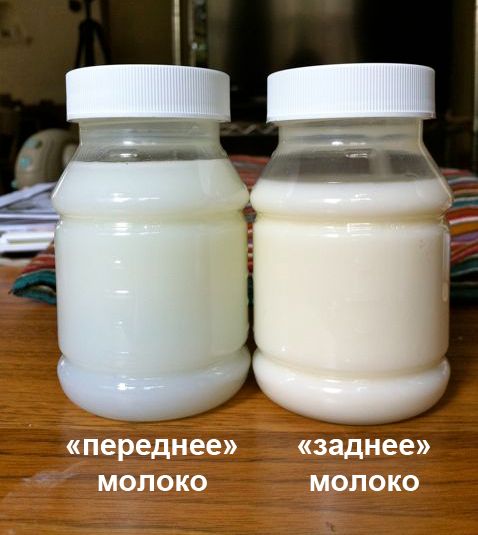 Процент жирности на ГВ