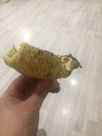 Кто-нибудь знает что это за грибы?