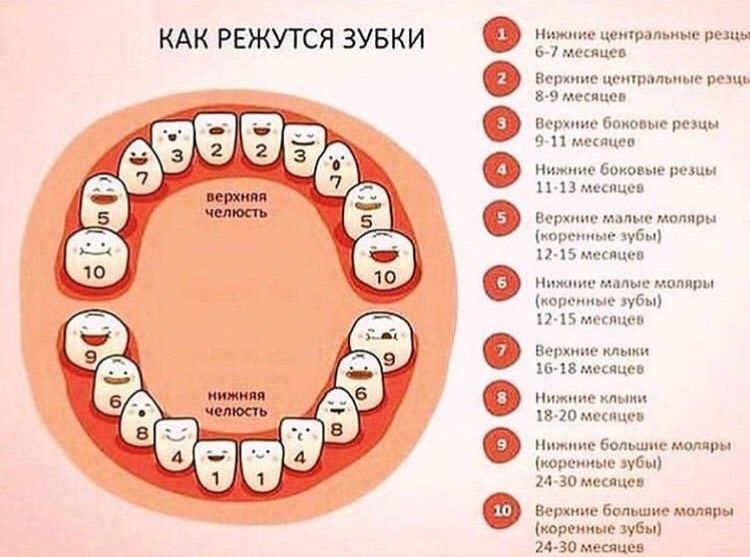 Зубы
