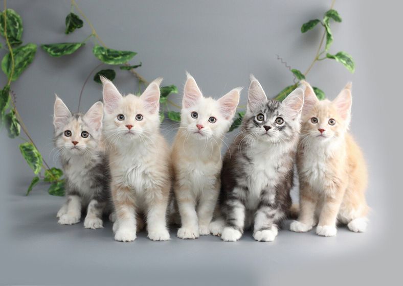 Мейн кун. Котята.