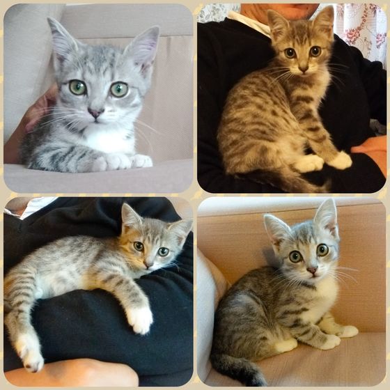 Санкт-Петербург!SOS!Котёнок в хорошие руки!
