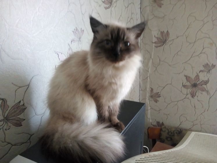 Наши кото-новости)?