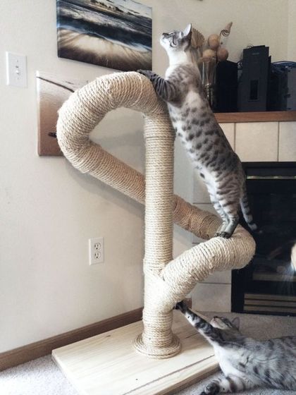 Для животин