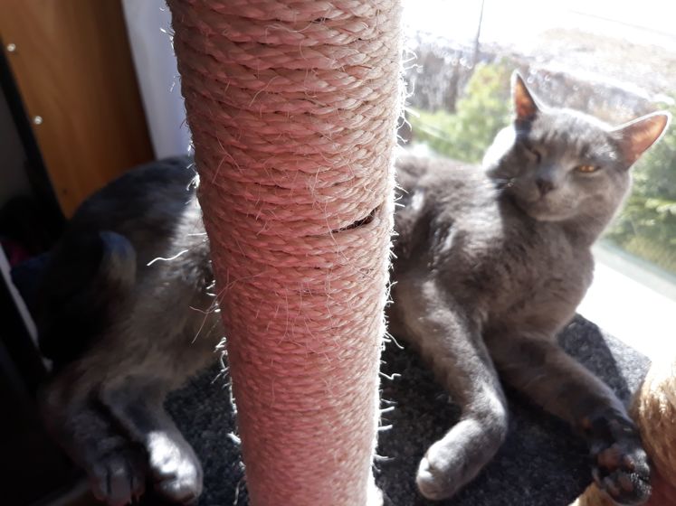Наш котяра))