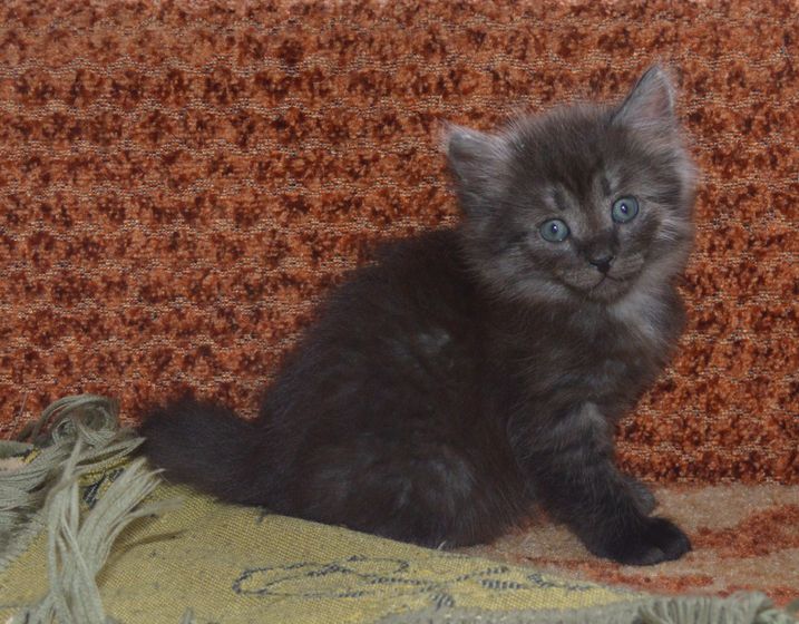 Кошаки мои и не только мои)))
