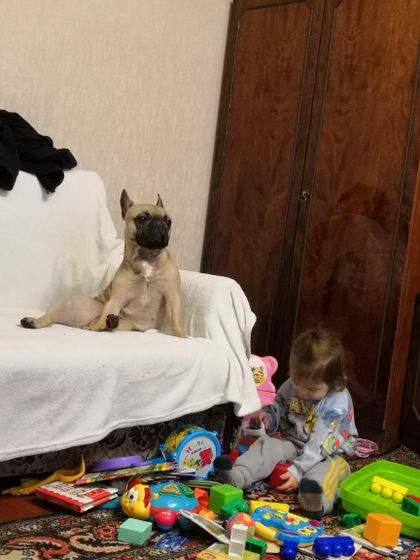 Это не собака,это БАГЫНЯ!)